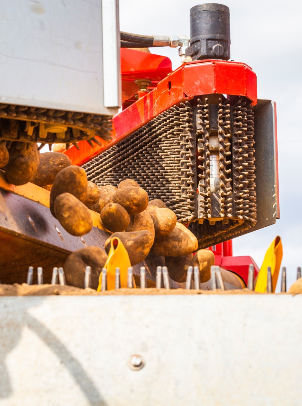 Machine triant les pommes de terre fraîchement récoltées